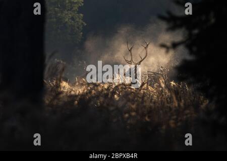 Red deer Hirsch in aufstehen Herbst Nebel. Silhouette von Wild animal Atmung in einem Wald. Moody Natur. Fantasy in der Natur. Stockfoto