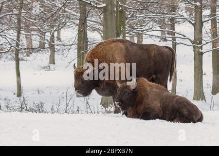 Paar europäischen bisonos, Bison bonasus, im Wald mit Schnee im Hintergrund. Zwei wisnets im Winter. Natur in kaltem Wetter. Stockfoto