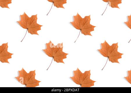 Ahorn hinterlässt kreative Muster auf einem weißen Hintergrund. Herbstkomposition. Stockfoto