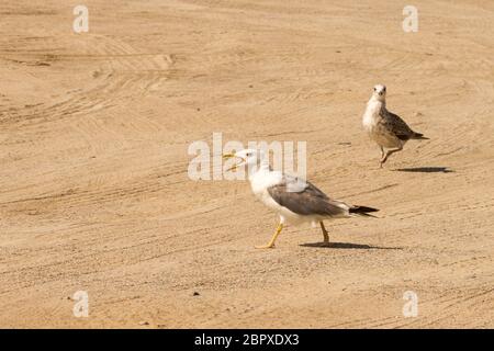 Große Möwe in der Nähe des Strandes auf der Suche nach Essen, Seagull Stockfoto