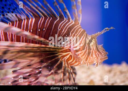 Lionfish-Zebra oder Zebrafisch, oder gestreifter Feuerfisch lat. Pterois volitans ist ein Fisch Stockfoto