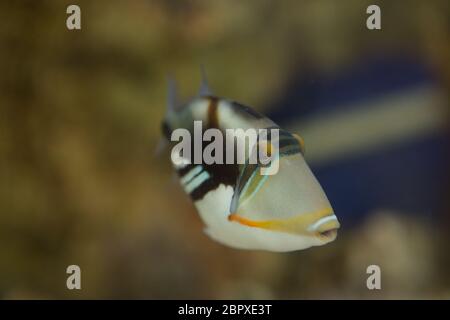 Lagune drückerfische Rhinecanthus aculeatus, auch bekannt als die Drückerfische Picasso Stacheldraht Aculeatus Stockfoto