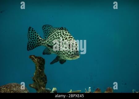 Harlekin Süßlippen, Plectorhinchus chaetodonoides im Aquarium von Vietnam Stockfoto