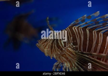 Lionfish-Zebra oder Zebrafisch, oder gestreifter Feuerfisch lat. Pterois volitans ist ein Fisch Stockfoto