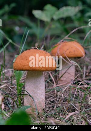 Red-capped scaber Stiel Pilz schließen im Herbst, Bialowieza, Polen, Europa Stockfoto