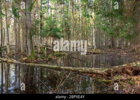 Frühling nass Mischwald mit stehendem Wasser und tote Bäume teilweise abgelehnt, Białowieża Wald, Polen, Europa Stockfoto