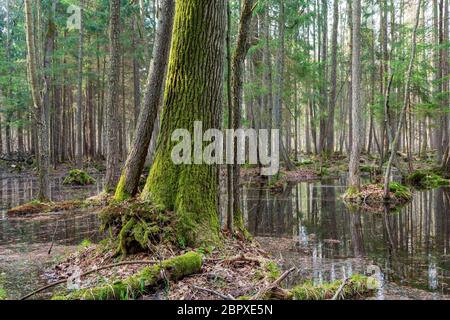 Frühjahr nass Mischwald mit stehendem Wasser und alte Eiche im Vordergrund, Bialowieza, Polen, Europa Stockfoto