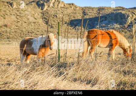 Schläuche ruhen auf dem Bauernhof mit Berghintergrund am späten Tag auf dem Land. Stockfoto