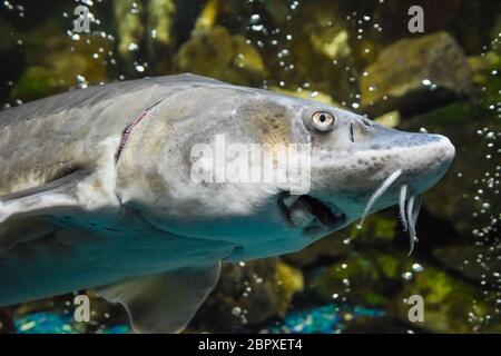 Stör Fisch schwimmt im Aquarium von ozeanarium. Stör Fisch Stockfoto