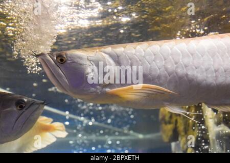Silber arowana, Osteoglossum bicirrhosum, vorderen Teil des Körpers, Schwimmen im Aquarium Tank, mit einem blauen Hintergrund Stockfoto
