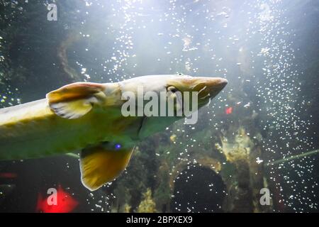 Stör Fisch schwimmt im Aquarium von ozeanarium. Stör Fisch Stockfoto