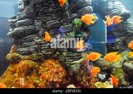 Fische im Aquarium des Aquariums, Scaridae Stockfoto