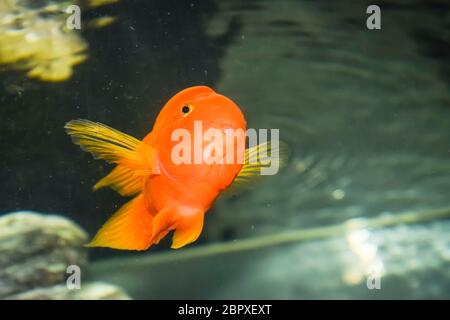 Fische im Aquarium des Aquariums, Scaridae Stockfoto