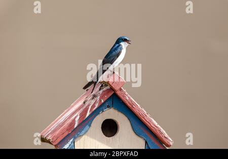 California Scrub jay hat wunderschöne blau-weiße Markierungen, die man auf einem Vogelhaus sehen kann Stockfoto