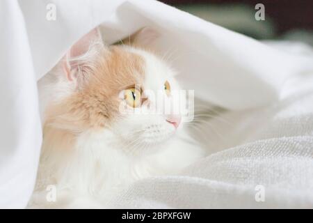 Eine weiße beige Katze gucken unter den Deckeln hervor. Nahaufnahme auf weißem Hintergrund Stockfoto