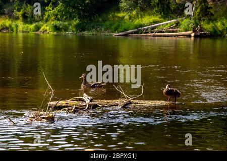 Enten schwimmen im Fluss Gauja. Enten auf das Holz in der Mitte des Flusses Gauja in Lettland anmelden. Ente ist ein wasservogelabkommens mit einem breiten stumpfen Bill, sh Stockfoto