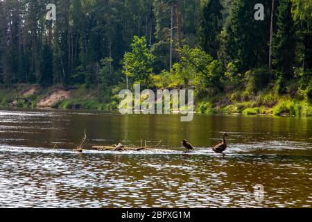 Enten schwimmen im Fluss Gauja. Enten auf das Holz in der Mitte des Flusses Gauja in Lettland anmelden. Ente ist ein wasservogelabkommens mit einem breiten stumpfen Bill, sh Stockfoto