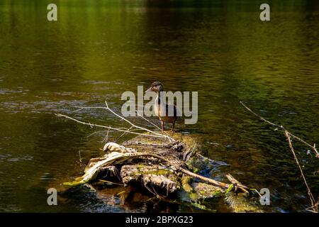 Ente Schwimmen im Fluss Gauja. Ente auf das Holz in der Mitte des Flusses Gauja in Lettland anmelden. Ente ist ein wasservogelabkommens mit einem breiten stumpfen Bill, shor Stockfoto