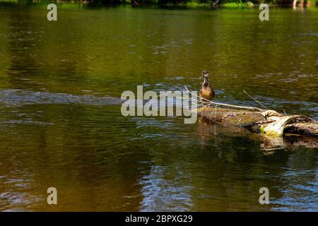 Ente Schwimmen im Fluss Gauja. Ente auf das Holz in der Mitte des Flusses Gauja in Lettland anmelden. Ente ist ein wasservogelabkommens mit einem breiten stumpfen Bill, shor Stockfoto