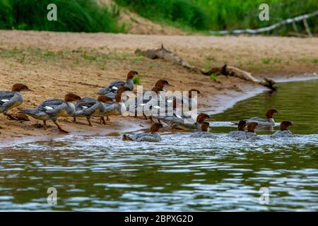 Enten schwimmen im Fluss Gauja. Enten an der Küste des Flusses Gauja in Lettland. Ente ist ein wasservogelabkommens mit einem breiten stumpfen Bill, kurze Beine, Schwimmhäuten und Stockfoto