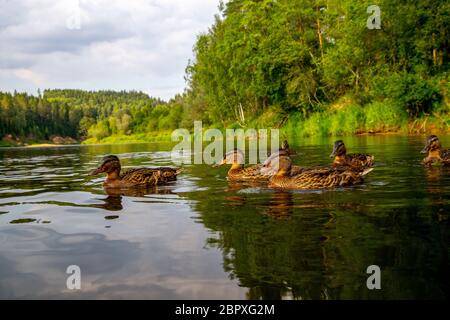 Die Enten schwimmen im Fluss Gauja in sonnigen Sommertag, Lettland. Ente ist ein wasservogelabkommens mit einem breiten stumpfen Bill, kurze Beine, schwimmhäuten und ein w Stockfoto