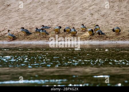 Enten schwimmen im Fluss Gauja. Enten an der Küste des Flusses Gauja in Lettland. Ente ist ein wasservogelabkommens mit einem breiten stumpfen Bill, kurze Beine, Schwimmhäuten und Stockfoto