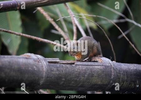 Orangenbauchiger Himalaya-Eichhörnchen, Dremomys lokriah, Okre, Sikkim, Indien Stockfoto