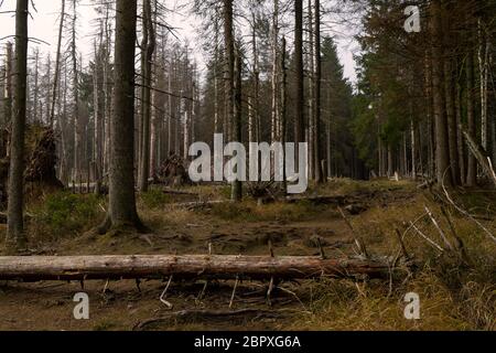 Wald im deutschen Raum genannt Harz im Herbst Stockfoto