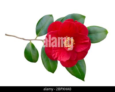 Rote Kamelie halbdoppelt Form offene Blume und Blätter isoliert auf weiß. Japanisches Symbol der Liebe. Stockfoto