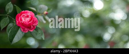 Helles zweifarbiges Rosa mit weißen Streifen Kamelie japanische Rose bilden Blume und Blätter in der Ecke des langen horizontalen Hintergrund. Stockfoto