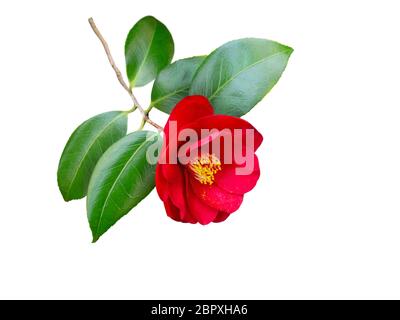 Rote Kamellie japonica halbdoppelte Form Blume und Blätter isoliert auf weiß. Japanisches tsubaki. Chinesisches Symbol der Liebe. Stockfoto