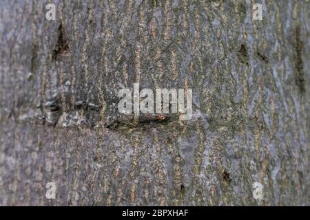 Texturbild von brauner Baumrinde, die den Rahmen füllt. Stockfoto