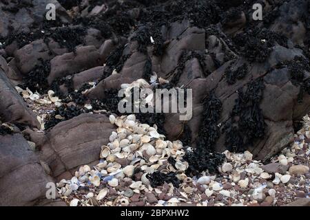 Muscheln auf Felsen. Stockfoto