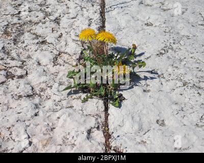 Gelbe Blüte der Pflanze Löwenzahn (Taraxacum officinale) aka Gemeinsame Löwenzahn wächst zwischen Steinplatten Stockfoto