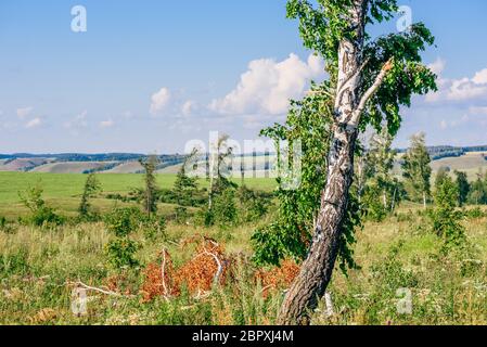 Einsame Birke mit gebrochenen Stamm und Äste auf der Wiese mit Blumen. Stockfoto