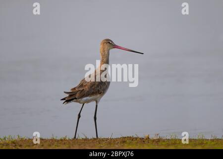 Gefleckte Rotschenkel, Tringa erythropus, in der Nähe von Lake, Bhigwan, Maharashtra, Indien Stockfoto