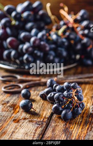 Blauen Reben Trauben und rostigen Schere. Vertikale Ausrichtung. Stockfoto