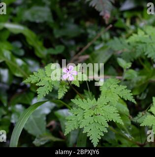 Kraut Robert Blume und Blätter. Stockfoto