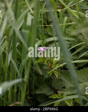 Herb Robert im Gras Stockfoto