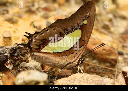 Nawab Schmetterling, Polyura athamas, Belvai, Udupi Karnataka Indien Stockfoto