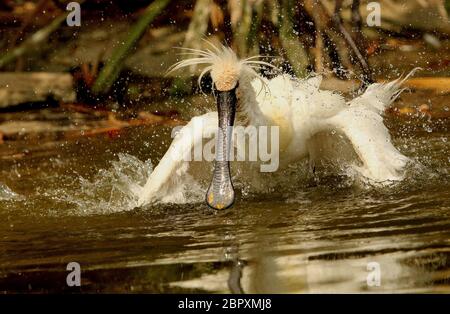 Eurasische Spoon-Bill-Bade, Platalea leucorodia, Ranganathittu Bird Sanctuary, Karnataka, Indien Stockfoto