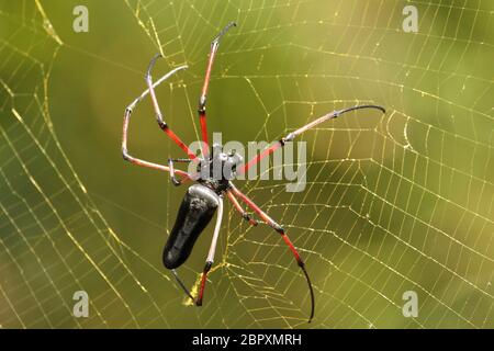 Weibliche indische Gaint Holzspinne, Nephila pilipes, Coorg, Karnataka, Indien Stockfoto