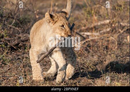 Ein lion Cub spielen mit Stick in den Krüger National Park, Südafrika Stockfoto