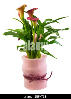 Nahaufnahme eines isolierten Aurum lily Flower vorhanden Stockfoto