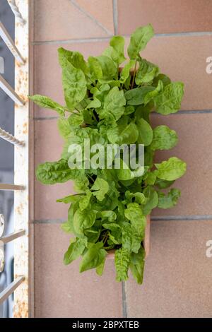 Kleiner Gemüsegarten auf dem Balkon in einer Blumenkasten mit Sauerampfer Pflanzen Stockfoto