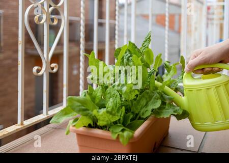 Kleiner Gemüsegarten auf dem Balkon in einer Blumenkasten mit Sauerampfer Pflanzen Stockfoto