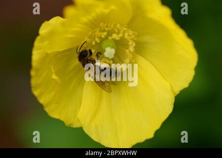 Honigbiene, die sich auf Nektar in der Mitte der leuchtend gelben Blume eines Welsh Mohn füttert Stockfoto