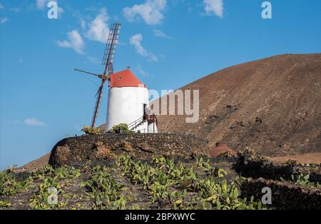 Winmühle auf Jardín de Cactus, Guatiza, Lanzarote, Kanarische Inseln Stockfoto