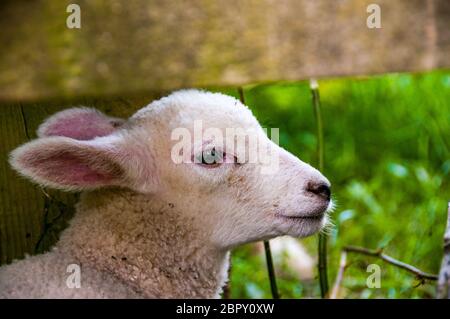 Ein Lamm an einem Zaun und Stil im Dorf Branscombe, East Devon, Großbritannien Stockfoto