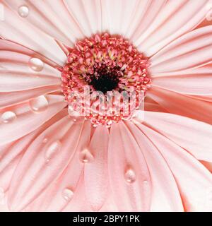 Rosa Gerbera Blume mit Wassertropfen. Die Gerbera und Tau. Selektive konzentrieren. Stockfoto